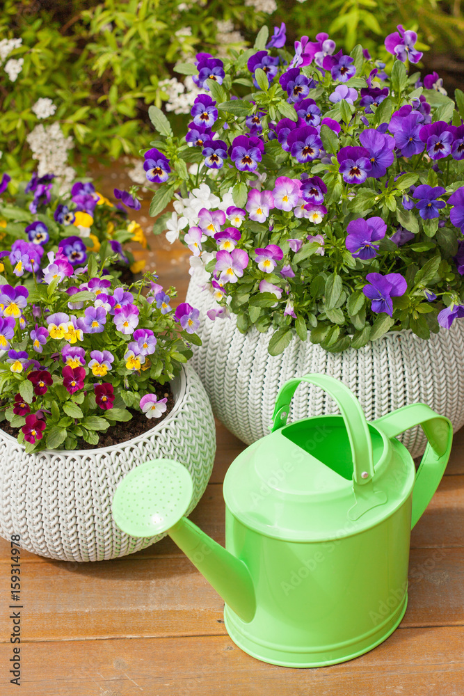 beautiful pansy summer flowers in flowerpots in garden watering can