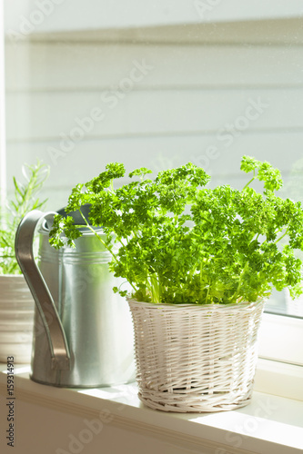 fresh parsley herb in white pot on window
