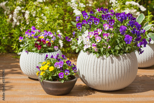 Fototapeta Naklejka Na Ścianę i Meble -  beautiful pansy summer flowers in flowerpots in garden