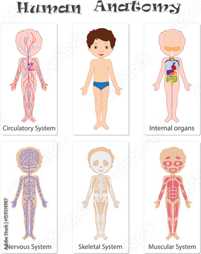 Human anatomy for kids