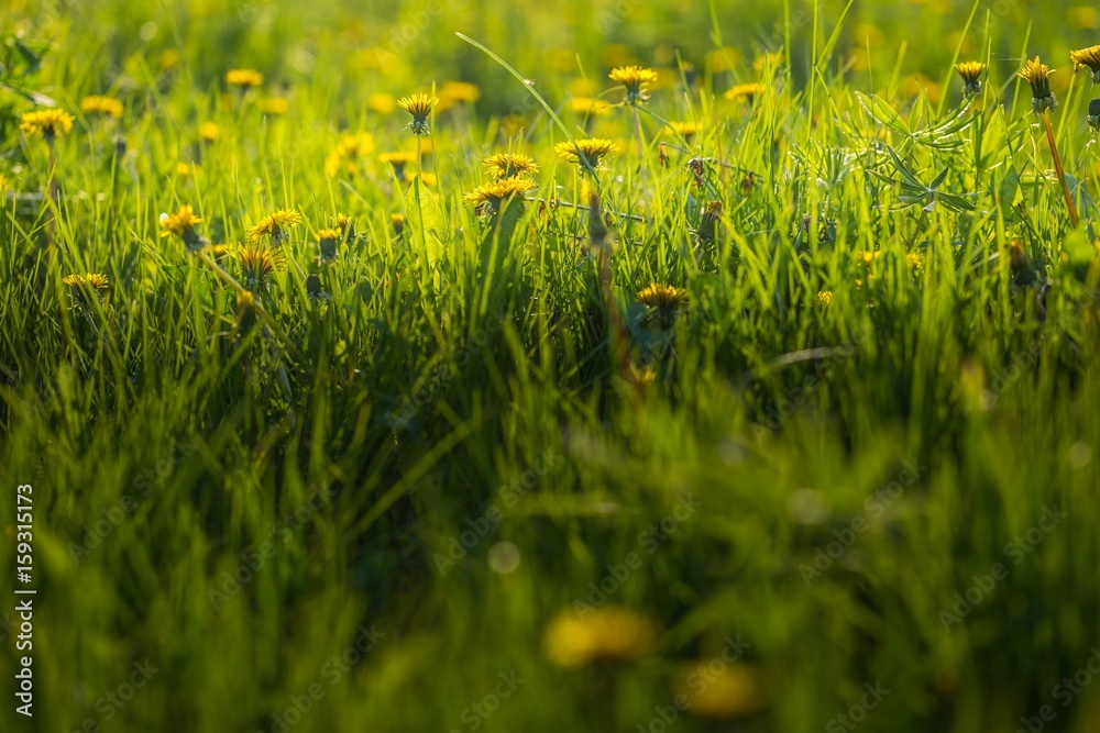 Beautiful yellow dandelions blooming in springtime Beautiful yellow dandelions blooming in springtime