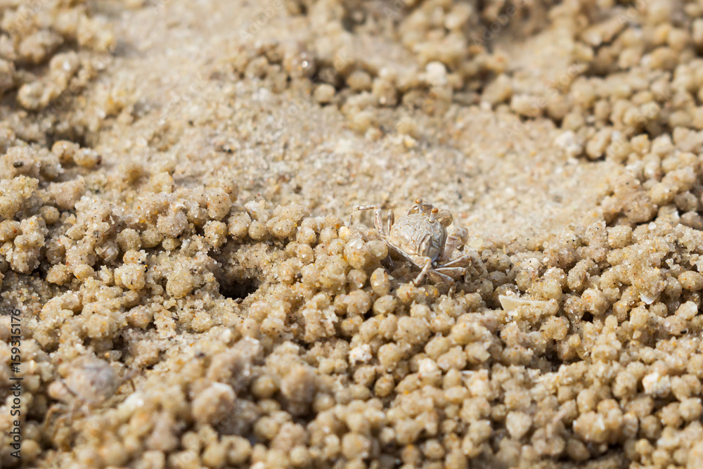 Baby ghost crab on sand. Wildlife. Animal background.