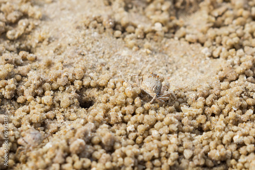 Baby ghost crab on sand. Wildlife. Animal background.