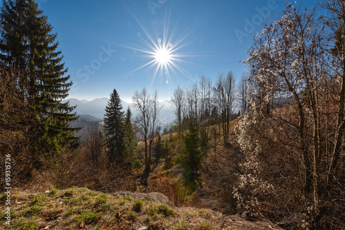 Sun shining in a slovenian woods