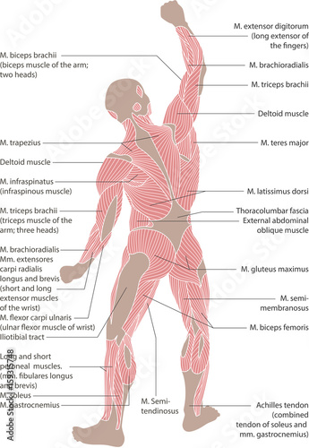 Human muscular system from the posterior view