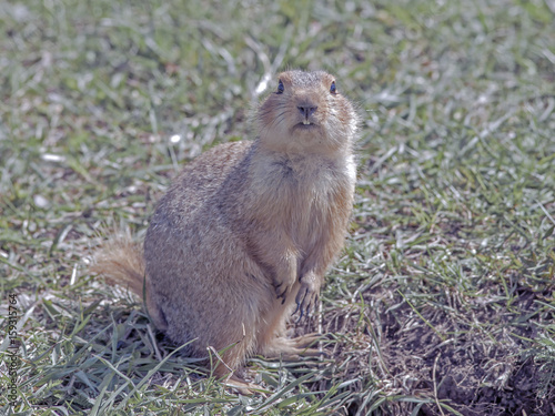 cute little gopher