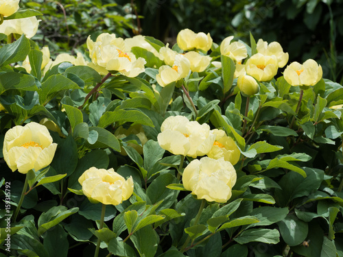 Fototapeta Naklejka Na Ścianę i Meble -  Paeonia mlokosewitschii. Large Bush with yellow flowers peony Mlokosevich