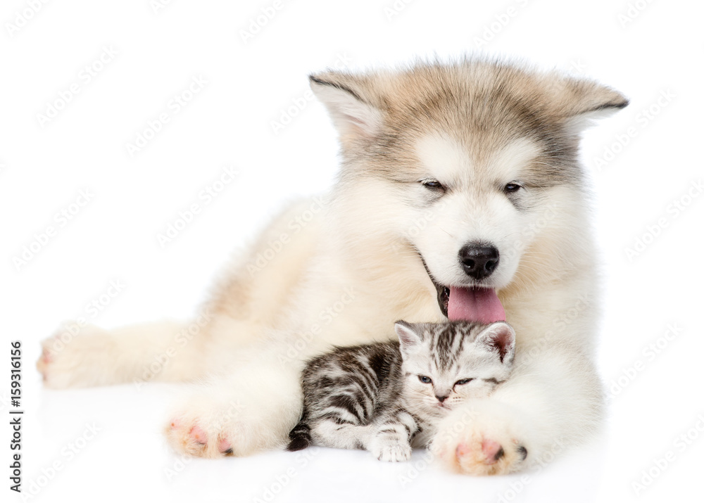 Dog and cat lying together. isolated on white background