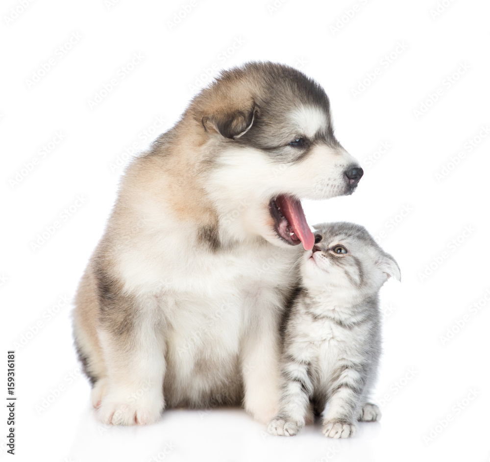 Kitten looking at a puppy. isolated on white background Kitten looking at a puppy. isolated on white background