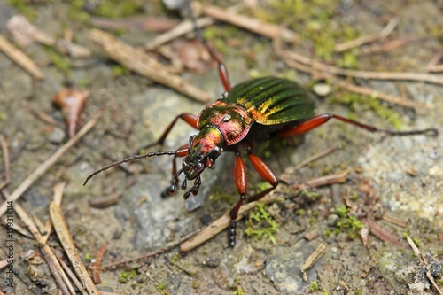 Goldglänzender Laufkäfer (Carabus auronitens) 