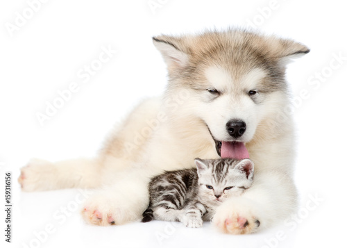 Dog and cat lying together. isolated on white background