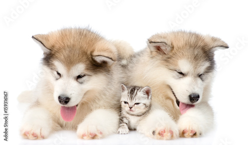 two alaskan malamute dogs and maine coon cat together. isolated on white background