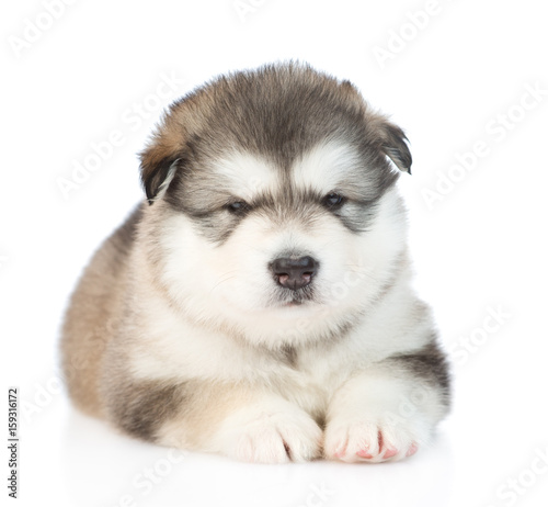 Alaskan malamute puppy looking at camera. isolated on white background © Ermolaev Alexandr