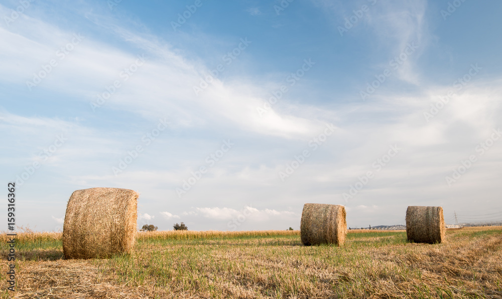 Field of Round bales of hay after harvesting