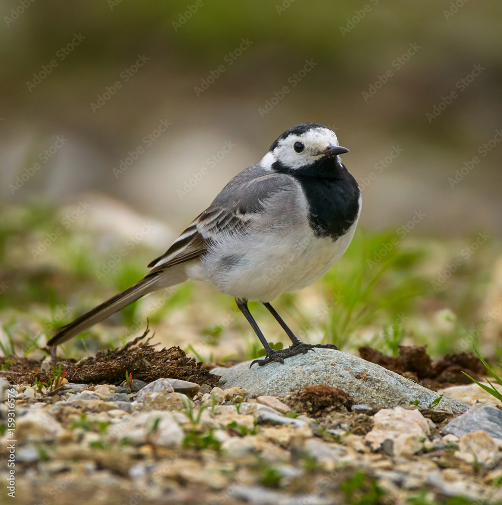 White wagtail on the ground