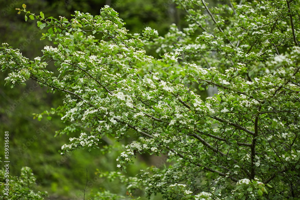 Hawthorn bush in the forest