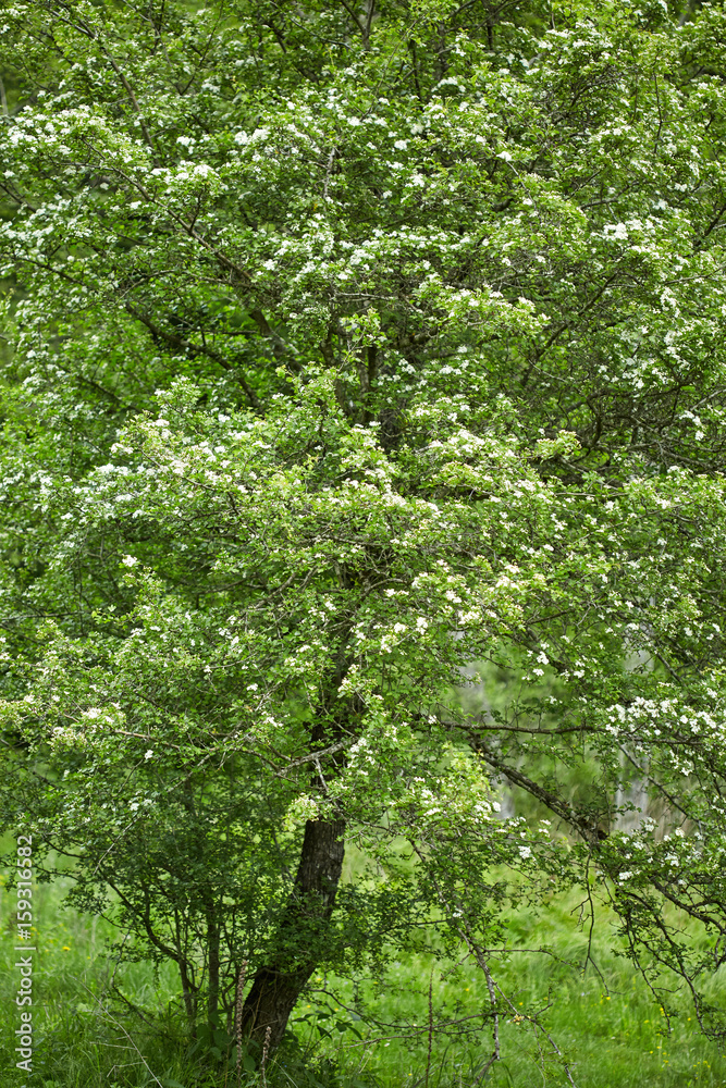Fototapeta premium Hawthorn bush in the forest
