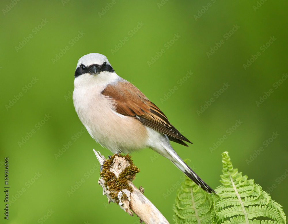 Fototapeta premium Red backed shrike perched