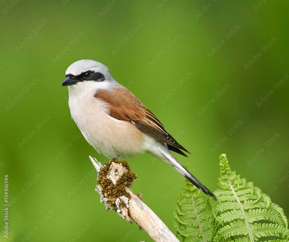 Fototapeta premium Grzbiet czerwony siedzący