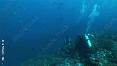 Wallpaper Mural Eagle ray diving Underwater Video Galapagos islands Pacific Ocean Torontodigital.ca