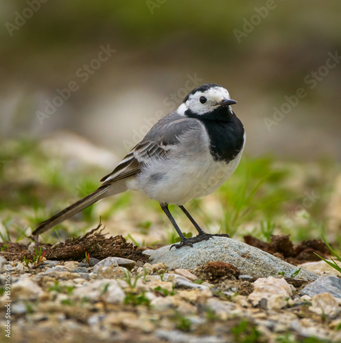 White wagtail on the ground