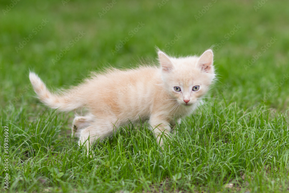 Red kitten playing in green grass Red kitten playing in green grass