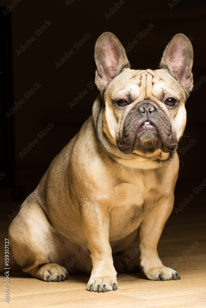 French bulldog of fawn color, black background