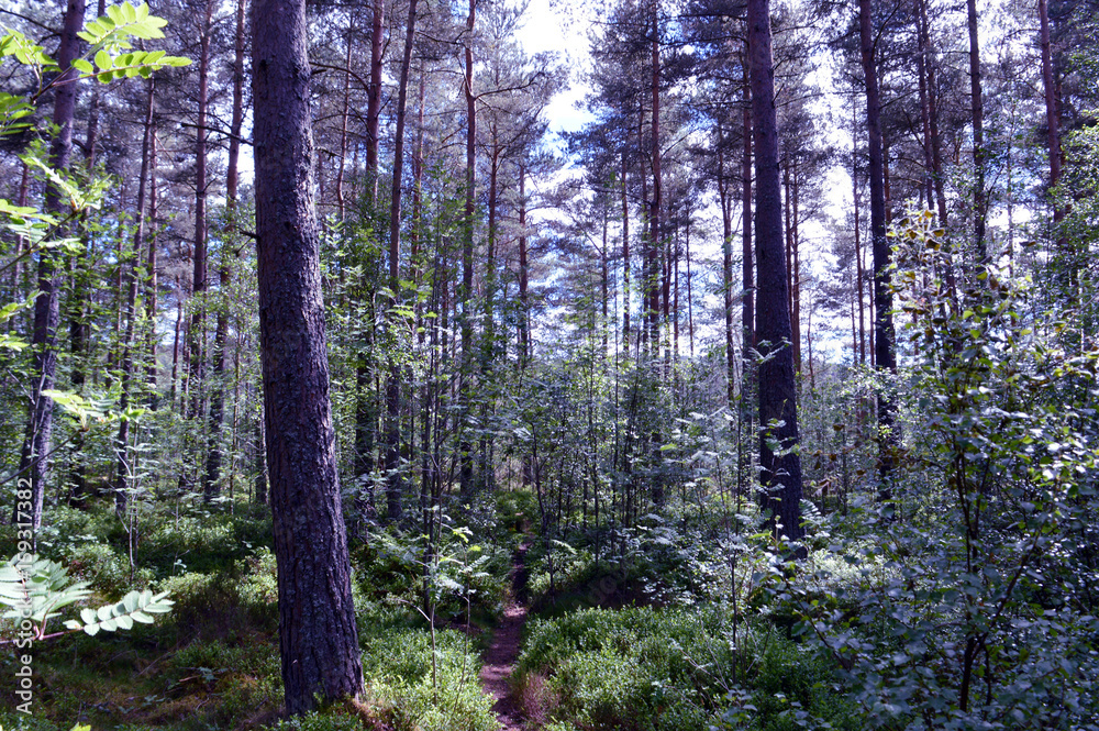 Naklejka premium Woodland walk, Kincardine O'Neil, Royal Deeside, Scotland