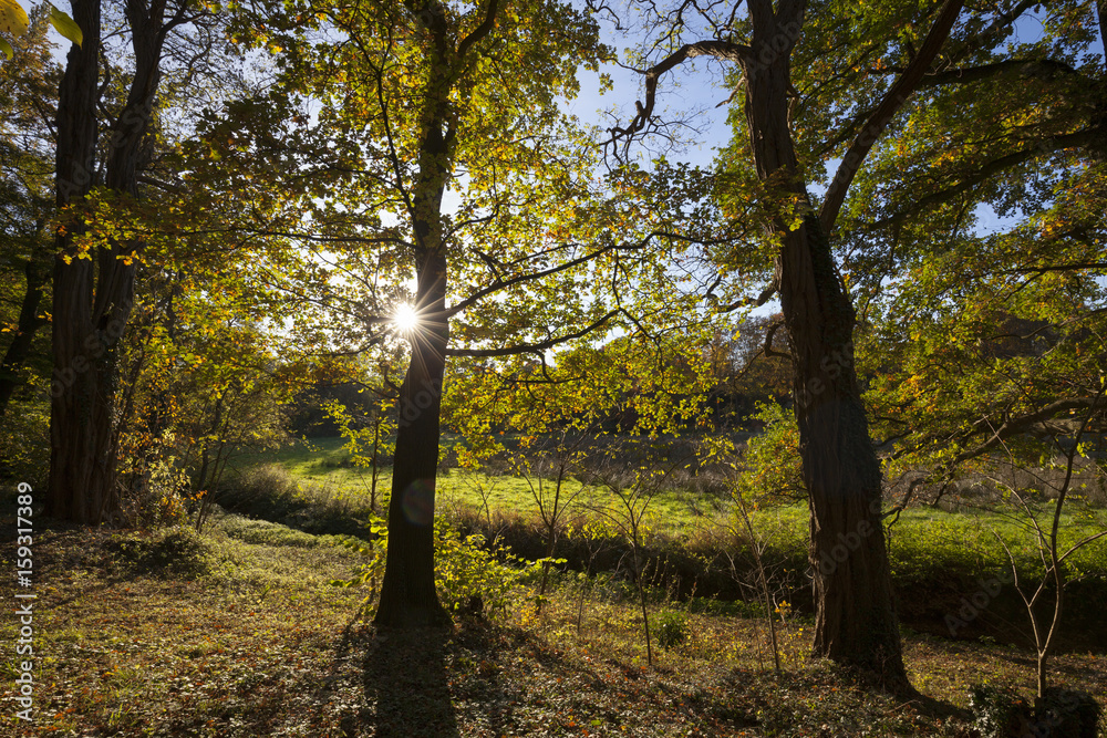 Fototapeta premium Herbstlandschaft im Rombergpark, Dortmund, Ruhrgebiet, Nordrhein-Westfalen, Deutschland, Europa