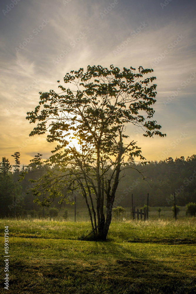 Obraz premium grandma's tree
