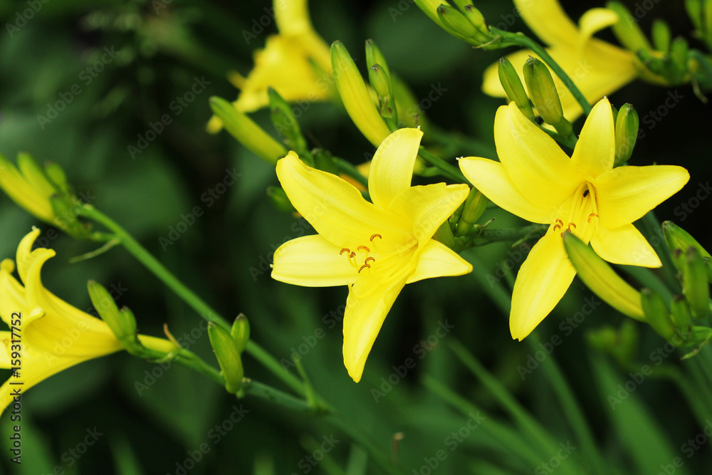 Yellow Day lily flower or Hemerocallis blooming Yellow Day lily flower or Hemerocallis blooming