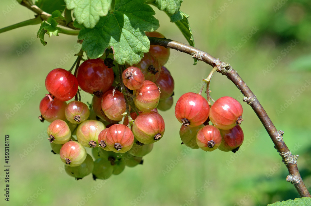Obraz premium rote Johannisbeere