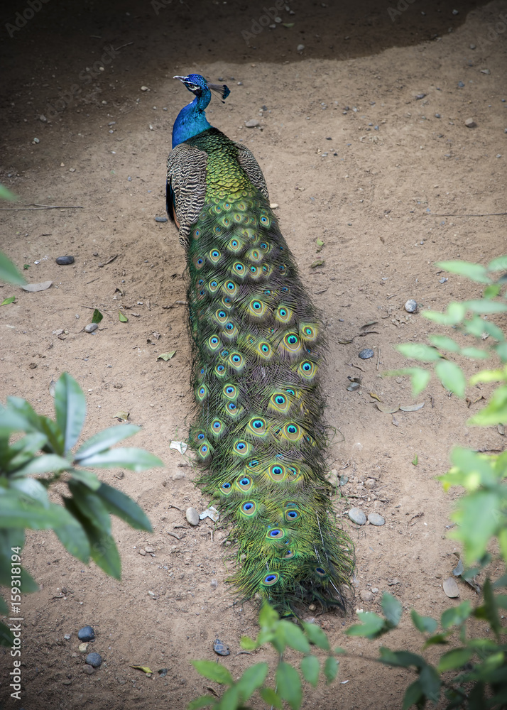 Fototapeta premium Peacock