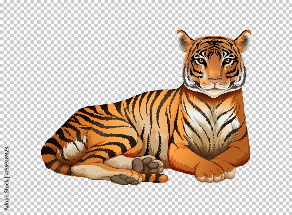 Wild tiger on transparent background