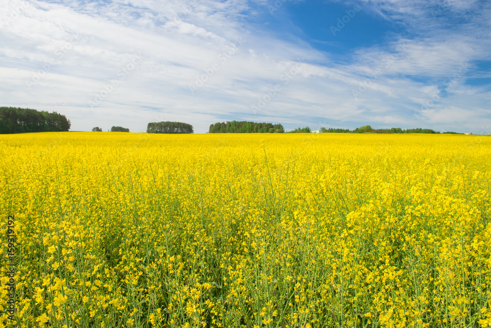 Rape field against the blue sky with clouds and forest, background