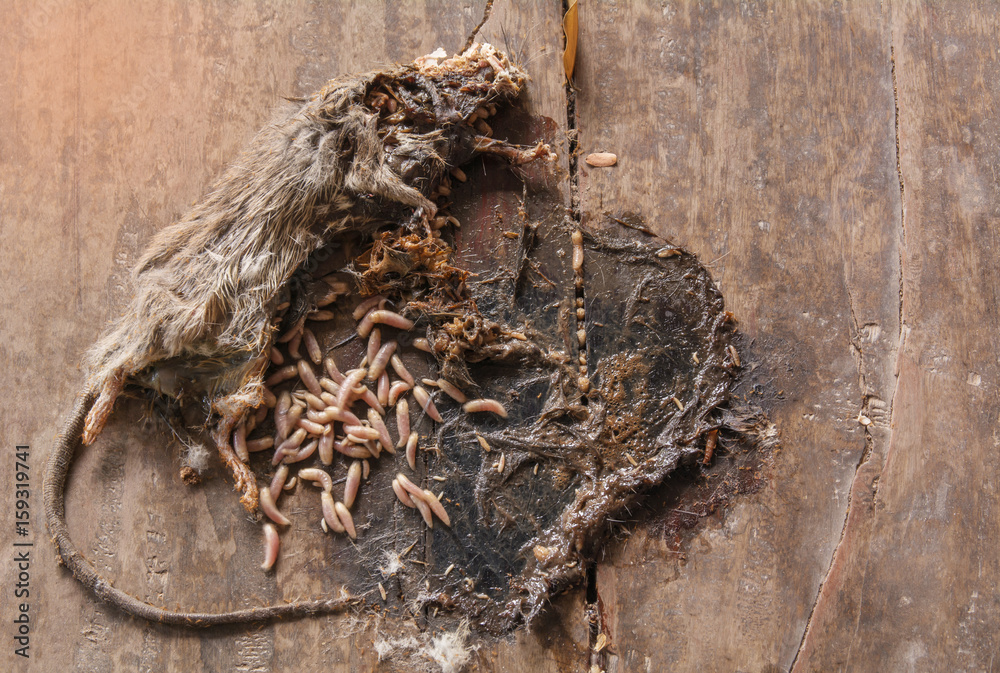 Dead Gray And White Mouse With Maggots In Body Of Mouse On Wooden 