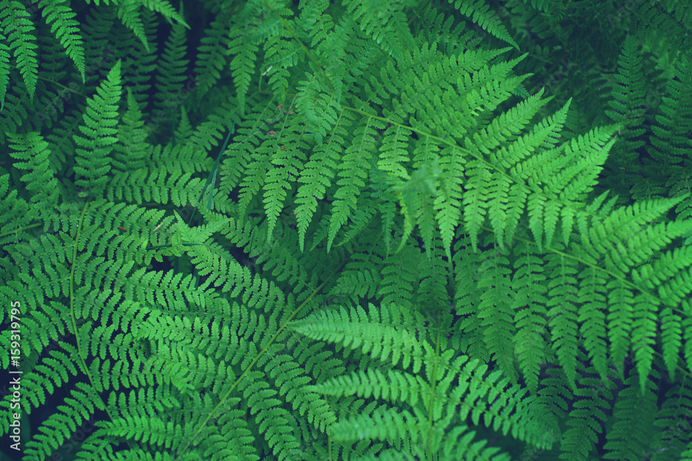 Fern bush growing in the forest, beautiful leaf pattern