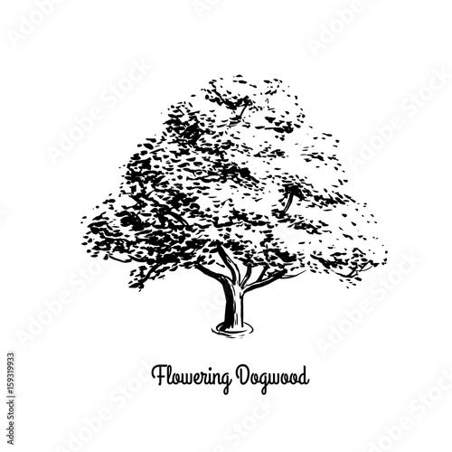 Vector sketch illustration of Flowering Dogwood. Black silhouette of tree isolated on white background. Official state tree of Missouri and Virginia.