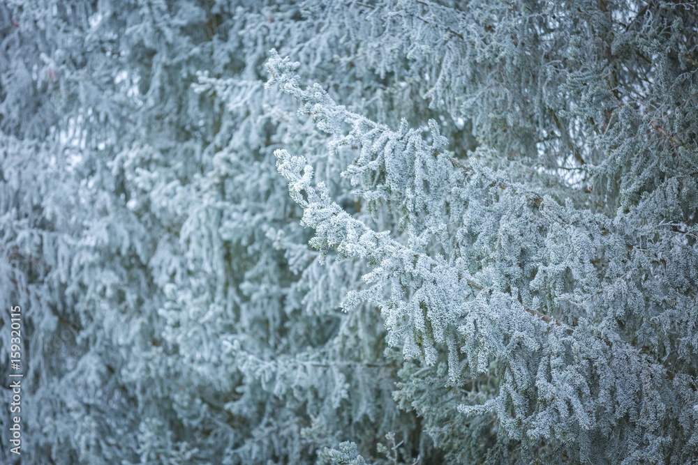 Hoarfrost on spruce branch. Hoarfrost on spruce branch.