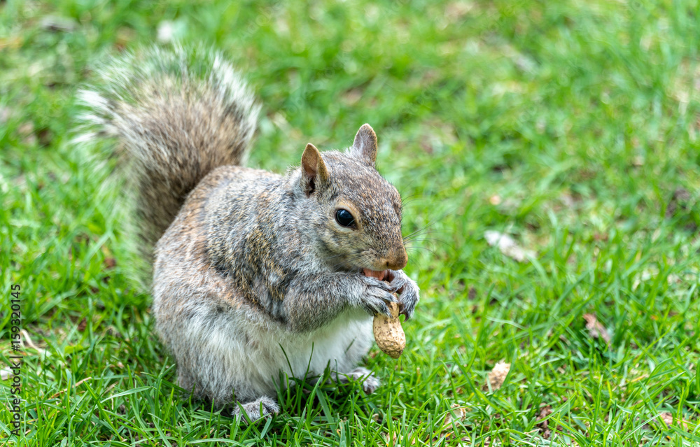 Eastern Gray Squirrel eating a peanut in Montreal - Quebec, Canada Eastern Gray Squirrel eating a peanut in Montreal - Quebec, Canada