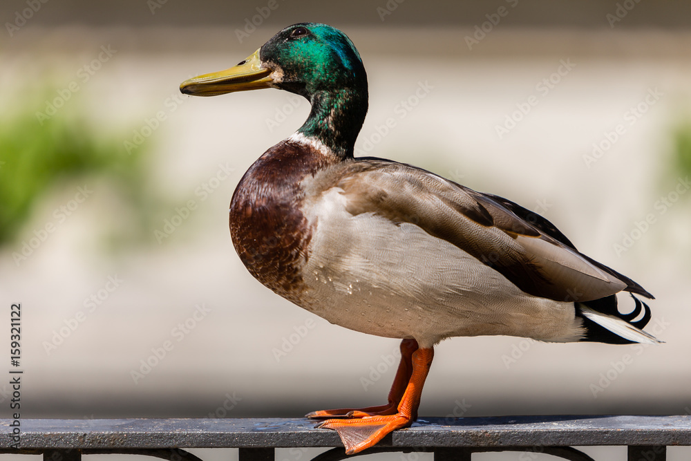 Obraz premium Duck on a metal railing