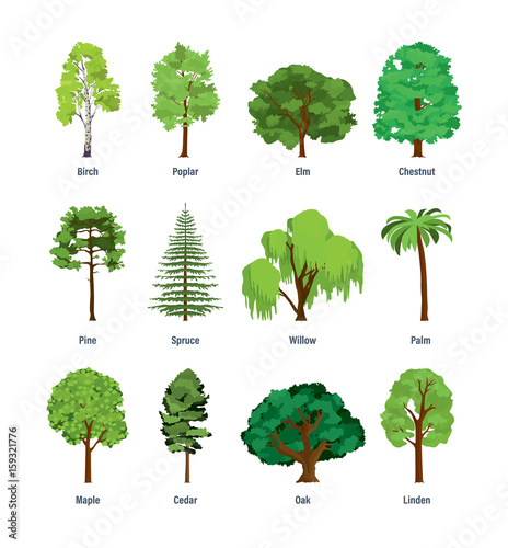 Collection of different kinds of trees. photo