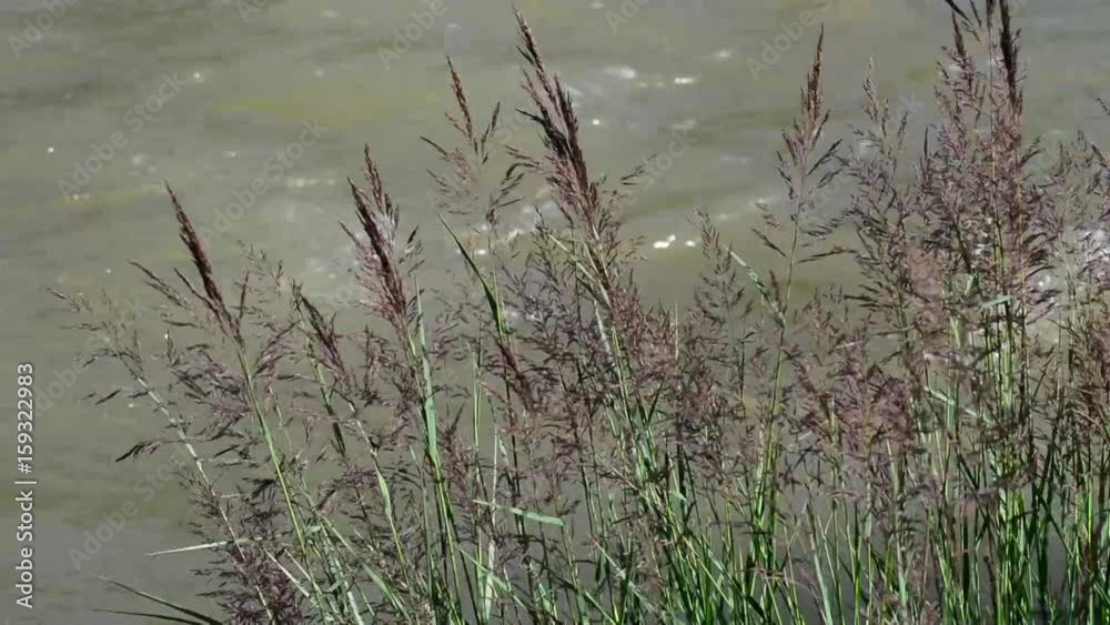 Purple Johnson grass swinging in the wind (Sorghum halepense) Purple Johnson grass swinging in the wind (Sorghum halepense)