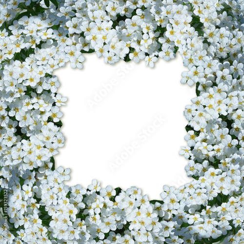 thick flower border made of  small white bunch of flowers