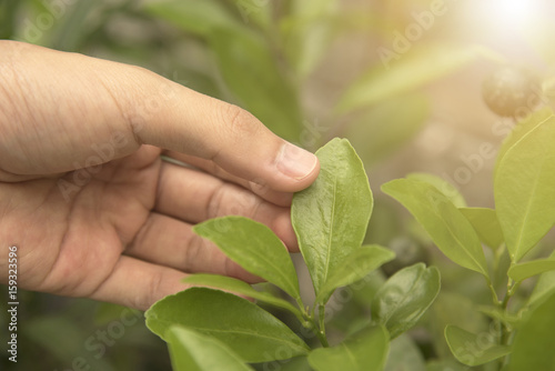 Biotechnology scientist hand holding orange leaf for examining plant disease.