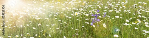 Frühlingswiese mit vielen Blumen und Sonne im gegenlicht