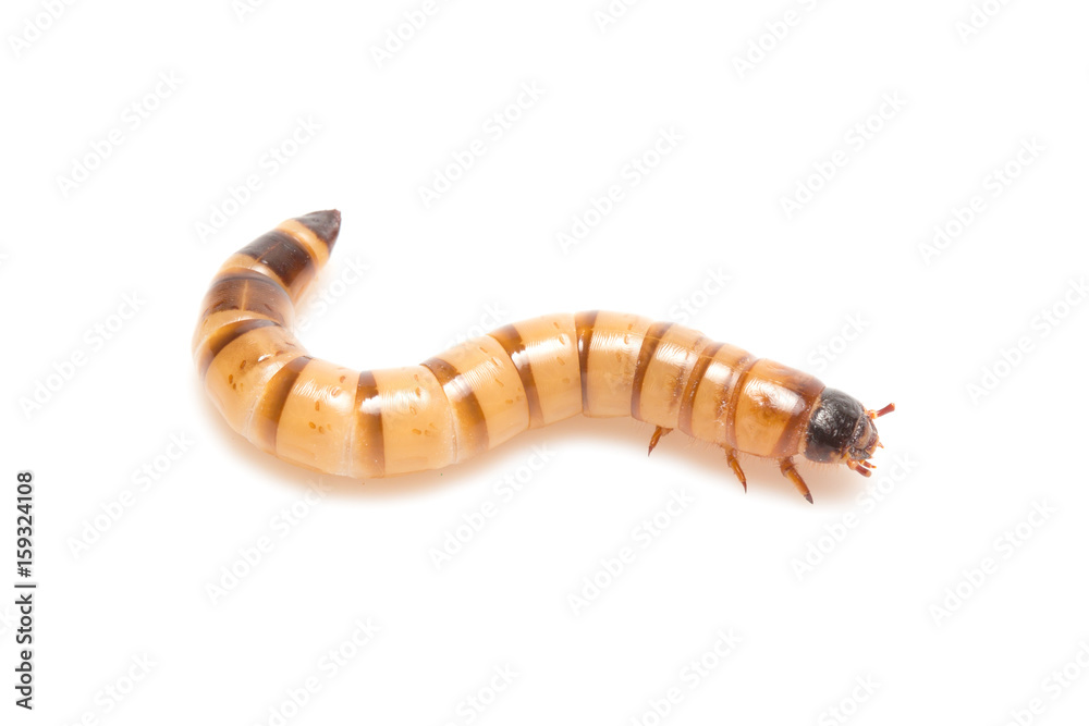 larvae Zophobas morio, superworm, zophobas. larvae Zophobas morio, superworm, zophobas.