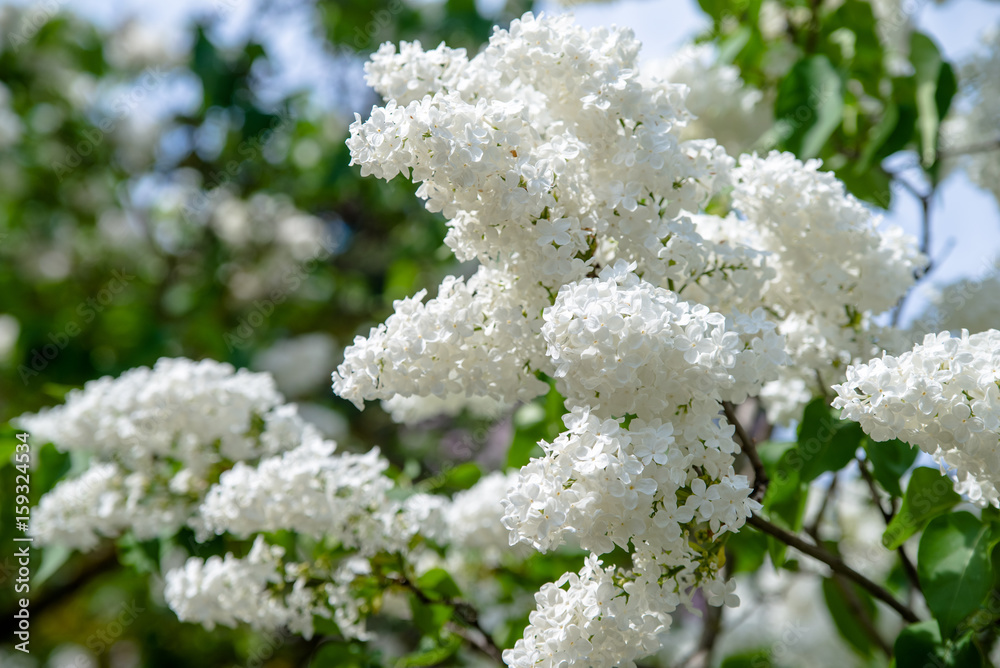 Inflorescence of a white lilac against a blue sky Inflorescence of a white lilac against a blue sky
