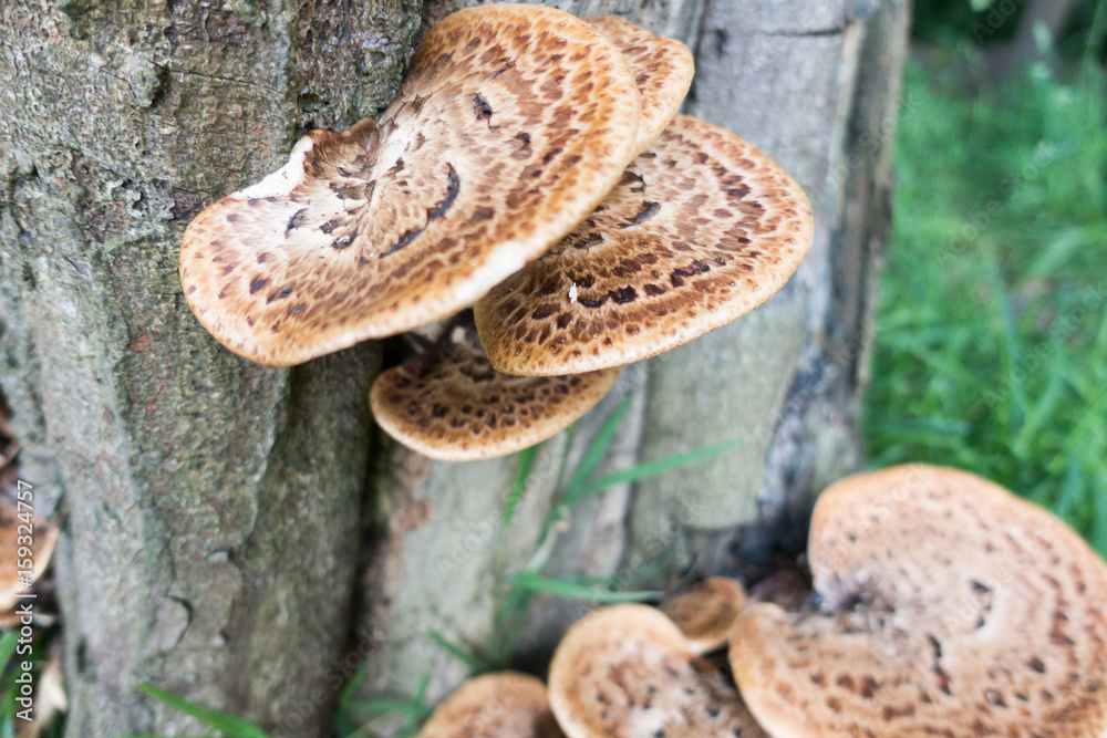 Polyporus squamosus Polyporus squamosus
