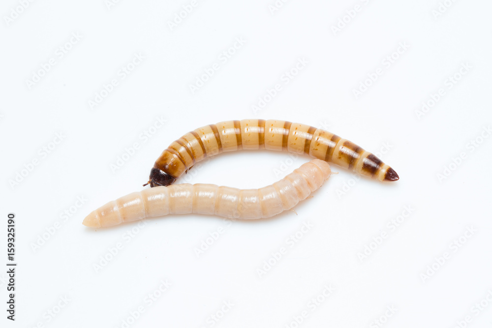 larvae Zophobas morio, superworm, zophobas. larvae Zophobas morio, superworm, zophobas.